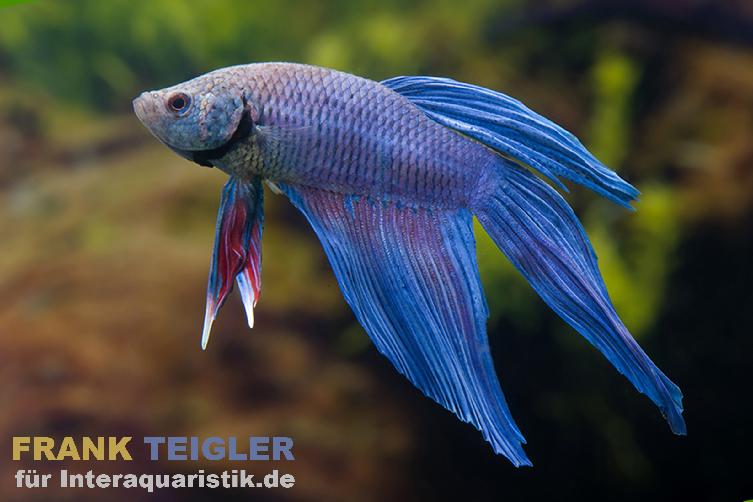 Longtail Kampffisch Blue Flower, Männchen, Betta splendens